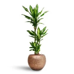 Dracaena Cintho - Multi Stem - HydroCare 18 Dracaena Cintho - Multi Stem - HydroCare -HORTOLOGY Plants Sale Dracaena Cintho Multi Stem Hydroculture Opus Hammered Globe Planter Gold