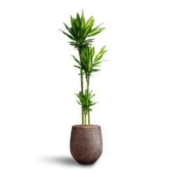 Dracaena Cintho - Multi Stem - HydroCare 22 Dracaena Cintho - Multi Stem - HydroCare -HORTOLOGY Plants Sale Dracaena Cintho Multi Stem Hydroculture Opus Hit Darcy Planter Gold