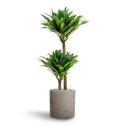 Dracaena Compacta Multi-Stem - Deep Green Lush Foliage - HydroCare Indoor Plant -HORTOLOGY Plants Sale Dracaena Compacta Multi Stem Hydroculture 2 stems Puk Rough Planter Grey Washed 25 x 25cm
