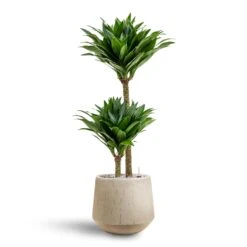 Dracaena Compacta Multi-Stem - Deep Green Lush Foliage - HydroCare Indoor Plant -HORTOLOGY Plants Sale Dracaena Compacta Multi Stem Hydroculture 2 stems Raindrop Tube Round Planter Stone 30 x 26cm
