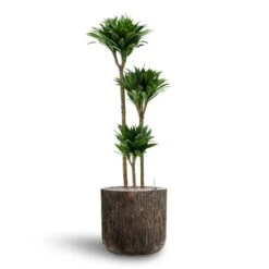 Dracaena Compacta Multi-Stem - Deep Green Lush Foliage - HydroCare Indoor Plant -HORTOLOGY Plants Sale Dracaena Compacta Multi Stem Hydroculture 3 stems Luxe Lite Waterfall Cylinder Planter Bronze 40 x 38cm
