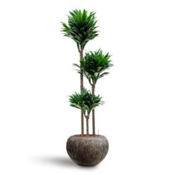 Dracaena Compacta Multi-Stem - Deep Green Lush Foliage - HydroCare Indoor Plant -HORTOLOGY Plants Sale Dracaena Compacta Multi Stem Hydroculture 3 stems Luxe Lite Waterfall Globe Planter Bronze 39 x 27cm