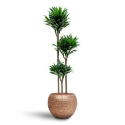 Opus Hammered Globe Planter - Gold -HORTOLOGY Plants Sale Dracaena Compacta Multi Stem Hydroculture 3 stems Opus Hammered Globe Planter Gold 40 x 32cm b3b8d93d c5c4 47bc b1b7 073d8208b5c6