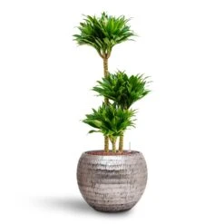 Dracaena Compacta Multi-Stem - Deep Green Lush Foliage - HydroCare Indoor Plant -HORTOLOGY Plants Sale Dracaena Compacta Multi Stem Hydroculture 3 stems Opus Hammered Globe Planter Silver 40 x 32cm
