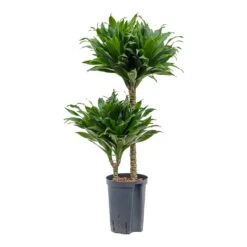 Dracaena Compacta Multi-Stem - Deep Green Lush Foliage - HydroCare Indoor Plant -HORTOLOGY Plants Sale Dracaena Compacta Multi Stem Hydroculture Indoor Plant 2Stems