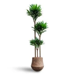 Dracaena Compacta Multi-Stem - Deep Green Lush Foliage - HydroCare Indoor Plant -HORTOLOGY Plants Sale Dracaena Compacta Multi Stem Hydroculture Polystone Coated Darcy Planter Rock 6f06658a 8982 4bc0 8d58 998f72e578b3