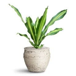 Dracaena Fragrans Burley - HydroCare -HORTOLOGY Plants Sale Dracaena Fragrans Burley HydroCare in Athena Planter
