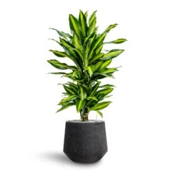 Raindrop Tube Round Planter - Anthracite 20 Raindrop Tube Round Planter - Anthracite -HORTOLOGY Plants Sale Dracaena Fragrans Cinco Branched Hydroculture Raindrop Darcy Planter Anthracite dd1cec5d 15ac 40ef bac0 854b218dea08