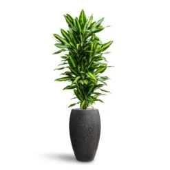 Raindrop Tall Balloon Planter - Anthracite -HORTOLOGY Plants Sale Dracaena Fragrans Cinco Branched Hydroculture Raindrop Emperor Planter Anthracite 468c2429 46f0 444a 87da a8b3ea4a0709
