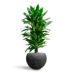 Raindrop Globe Planter - Anthracite -HORTOLOGY Plants Sale Dracaena Fragrans Janet Lind Multi Stem Hydroculture Raindrop Globe Planter Anthracite 8670a7af bdae 41fe 8fea 30c11a12303e