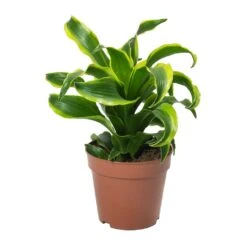 Dracaena Fragrans Tornado - Head -HORTOLOGY Plants Sale Dracaena Fragrans Tornado