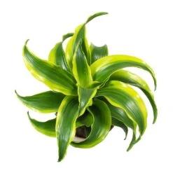 Dracaena Fragrans Tornado - Head -HORTOLOGY Plants Sale Dracaena Fragrans Tornado Leaves
