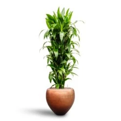 Metallic Couple Curved Indoor Plant Pot – Matt Copper Metallic Finish -HORTOLOGY Plants Sale Dracaena Janet Craig Branched Hydroculture30 27 x 160cm Metallic Couple Plant Pot Matt Copper50 x 45cm 6863b7f2 1dec 4f0e 953e b766b09b6eba