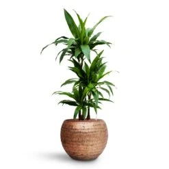 Opus Hammered Globe Planter - Gold -HORTOLOGY Plants Sale Dracaena Janet Craig Multi Stem HydroCare Opus Hammered Globe Planter Gold 5d8d86fd 4056 46c7 be04 62e4df73f590