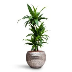 Opus Hammered Globe Planter - Silver -HORTOLOGY Plants Sale Dracaena Janet Craig Multi Stem HydroCare Opus Hammered Globe Planter Silver cdd05c50 49cd 40ee a673 5d0d59fcc66d