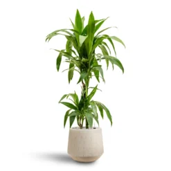 Raindrop Stone Tube Round Planter - Grey Fibreclay Modern Indoor/Outdoor Pot -HORTOLOGY Plants Sale Dracaena Janet Craig Multi Stem Hydroculture2 stems Raindrop Tube Round Planter Stone 30 x 26cm 36642b29 e8d2 4b13 b8ac ab067218d38a