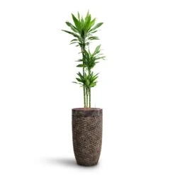 Luxe Lite Layer Partner Planter - Bronze -HORTOLOGY Plants Sale Dracaena Janet Lind Multi Stem HydroCare Luxe Lite Layer Partner Planter Bronze 969a4eac 356c 46b2 a4e5 645d6698b90d