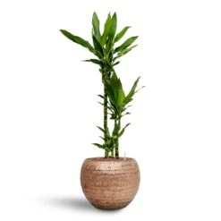 Opus Hammered Globe Planter - Gold -HORTOLOGY Plants Sale Dracaena Janet Lind Multi Stem Hydroculture 3 stems Opus Hammered Globe Planter Gold 40 x 32cm e6cdaccf 9e59 4e0f 91fa 1c4789c9203a