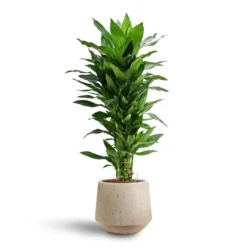 Raindrop Stone Tube Round Planter - Grey Fibreclay Modern Indoor/Outdoor Pot -HORTOLOGY Plants Sale Dracaena Janet Lind Multi Stem Hydroculture 3 stems Raindrop Tube Round Planter Stone 30 x 26cm b7b3a37a 2904 4535 935b 6833f0dd9b87
