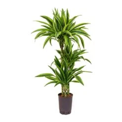 Dracaena Lemon Lime - Multi Stem - HydroCare 20 Dracaena Lemon Lime - Multi Stem - HydroCare -HORTOLOGY Plants Sale Dracaena Lemon Lime Hydroculture Indoor Plant 3Stems Small