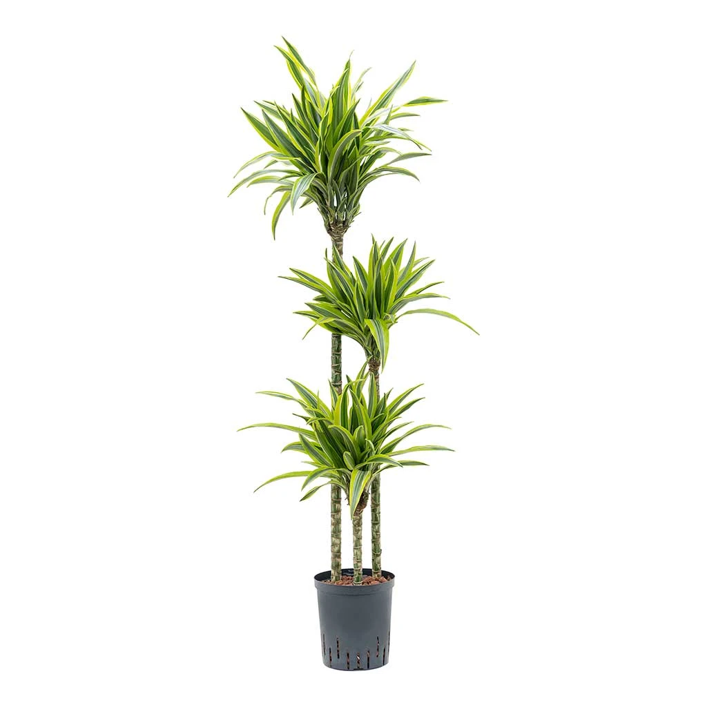 Dracaena Lemon Lime - Multi Stem - HydroCare 1 Dracaena Lemon Lime - Multi Stem - HydroCare