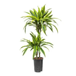 Dracaena Lemon Lime - Multi Stem - HydroCare 35 Dracaena Lemon Lime - Multi Stem - HydroCare -HORTOLOGY Plants Sale Dracaena Lemon lime Multi Stem HydroCare 15 19x85cm 2 stems