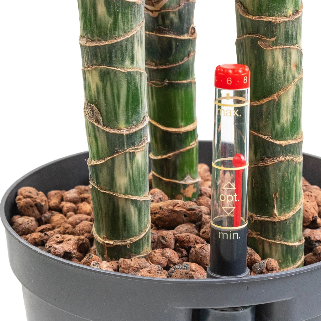 Dracaena Lemon Lime - Multi Stem - HydroCare 2 Dracaena Lemon Lime - Multi Stem - HydroCare - Image 2