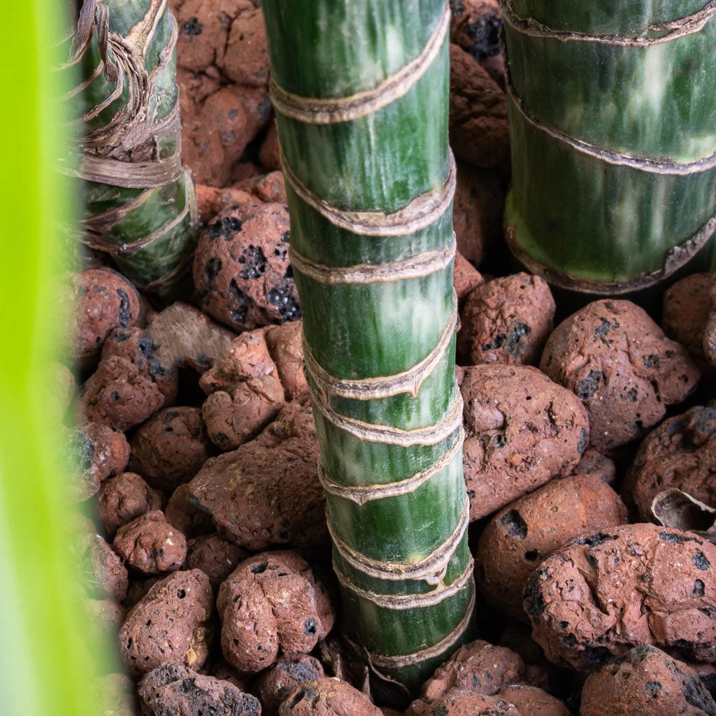 Dracaena Lemon Lime - Multi Stem - HydroCare 5 Dracaena Lemon Lime - Multi Stem - HydroCare - Image 5