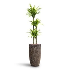Dracaena Lemon Lime - Multi Stem - HydroCare 30 Dracaena Lemon Lime - Multi Stem - HydroCare -HORTOLOGY Plants Sale Dracaena Lemon lime Multi Stem HydroCare Luxe Lite Layer Partner Planter Bronze