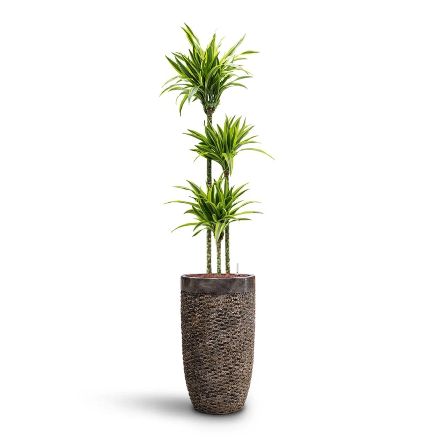 Dracaena Lemon Lime - Multi Stem - HydroCare 13 Dracaena Lemon Lime - Multi Stem - HydroCare - Image 13