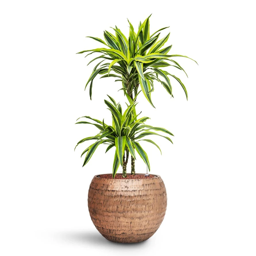 Dracaena Lemon Lime - Multi Stem - HydroCare 15 Dracaena Lemon Lime - Multi Stem - HydroCare - Image 15