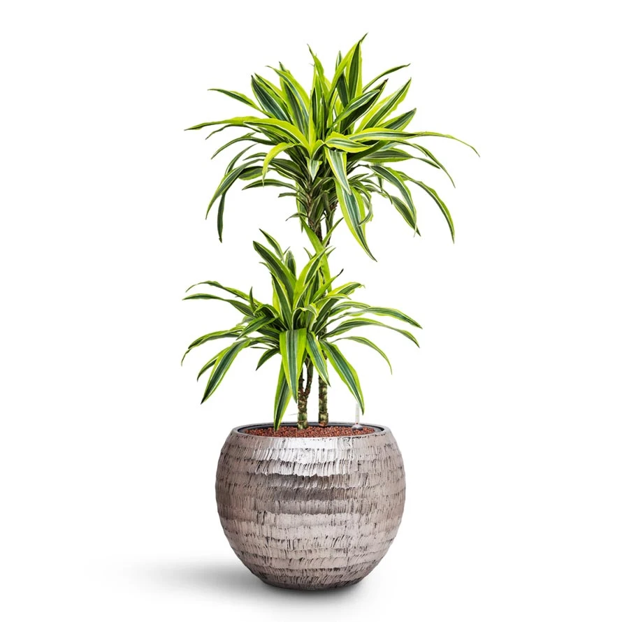 Dracaena Lemon Lime - Multi Stem - HydroCare 14 Dracaena Lemon Lime - Multi Stem - HydroCare - Image 14