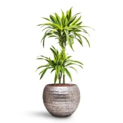 Opus Hammered Globe Planter - Silver -HORTOLOGY Plants Sale Dracaena Lemon lime Multi Stem HydroCare Opus Hammered Globe Planter Silver 1229ad71 e5d4 40eb 8bcc b9cb8df8b72c