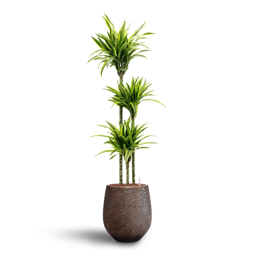 Dracaena Lemon Lime - Multi Stem - HydroCare 8 Dracaena Lemon Lime - Multi Stem - HydroCare - Image 8