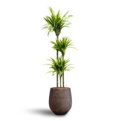 Opus Hit Darcy Planter - Gold -HORTOLOGY Plants Sale Dracaena Lemon lime Multi Stem Hydroculture 18 19 x 135cm Opus Hit Darcy Planter Gold 38 x 42cm 8274b80f 1b09 447d b059 d6e0ba809f23