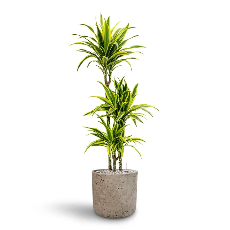 Dracaena Lemon Lime - Multi Stem - HydroCare 10 Dracaena Lemon Lime - Multi Stem - HydroCare - Image 10