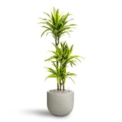 Dracaena Lemon Lime - Multi Stem - HydroCare 23 Dracaena Lemon Lime - Multi Stem - HydroCare -HORTOLOGY Plants Sale Dracaena Lemon lime Multi Stem Hydroculture 21 20 x 125cm Cody Plant Pot Ridged Cement 28 x 25cm