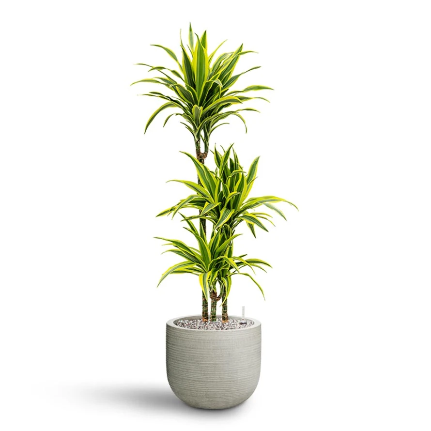 Dracaena Lemon Lime - Multi Stem - HydroCare 6 Dracaena Lemon Lime - Multi Stem - HydroCare - Image 6