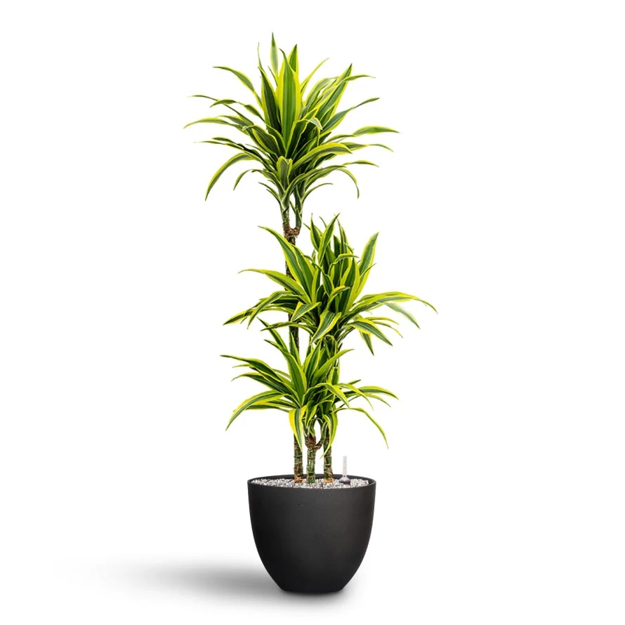 Dracaena Lemon Lime - Multi Stem - HydroCare 7 Dracaena Lemon Lime - Multi Stem - HydroCare - Image 7
