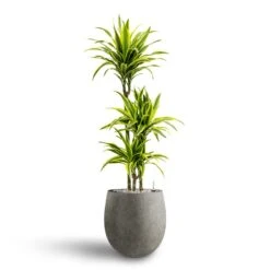 Dracaena Lemon Lime - Multi Stem - HydroCare 26 Dracaena Lemon Lime - Multi Stem - HydroCare -HORTOLOGY Plants Sale Dracaena Lemon lime Multi Stem Hydroculture 21 20 x 125cm Grigio Balloon Plant Pot Natural Concrete 30 x 30 cm