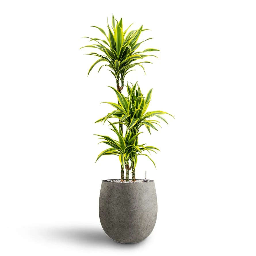 Dracaena Lemon Lime - Multi Stem - HydroCare 9 Dracaena Lemon Lime - Multi Stem - HydroCare - Image 9