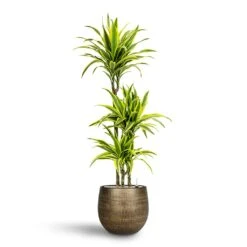 Dracaena Lemon Lime - Multi Stem - HydroCare 29 Dracaena Lemon Lime - Multi Stem - HydroCare -HORTOLOGY Plants Sale Dracaena Lemon lime Multi Stem Hydroculture 21 20 x 125cm Ryan Plant Pot Shiny Gold 31 x 28 cm 84c37ab9 867c 4a24 9e68 10dee8f219d3