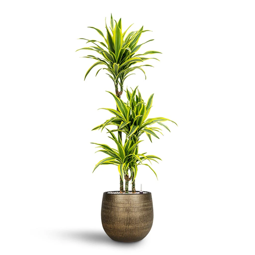 Dracaena Lemon Lime - Multi Stem - HydroCare 12 Dracaena Lemon Lime - Multi Stem - HydroCare - Image 12
