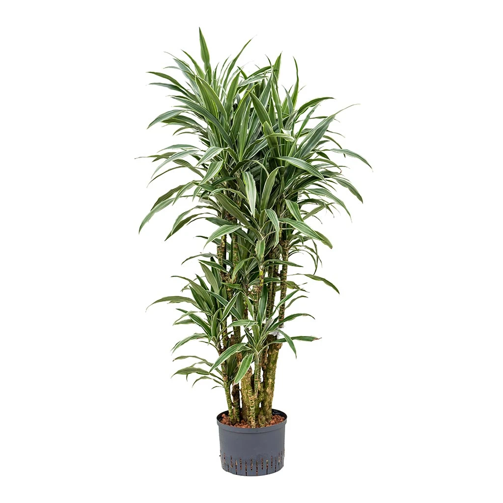 Dracaena Warneckii - Branched - HydroCare 4 Dracaena Warneckii - Branched - HydroCare - Image 4