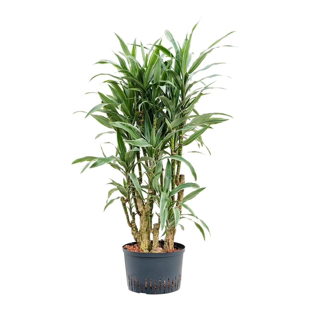 Dracaena Warneckii - Branched - HydroCare 3 Dracaena Warneckii - Branched - HydroCare - Image 3