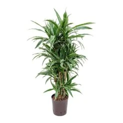 Dracaena Warneckii - Branched - HydroCare