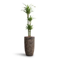 Luxe Lite Layer Partner Planter - Bronze -HORTOLOGY Plants Sale Dracaena Warneckii Multi Stem HydroCare Luxe Lite Layer Partner Planter Bronze c939cab1 c447 465e aa52 94f865d44c2d