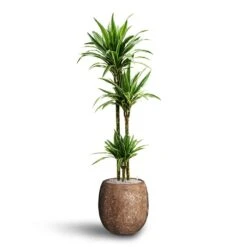 Polystone Coated Plain Balloon Planter - Rock 14 Polystone Coated Plain Balloon Planter - Rock -HORTOLOGY Plants Sale Dracaena Warneckii Multi Stem Hydroculture Polystone Coated Plain Balloon Planter Rock 0c077481 2306 4b4b 8151 53dca355a9f8