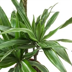 Dracaena Deremensis Warneckii - Multi Stem -HORTOLOGY Plants Sale Dracaena deremensis Warneckii Leaves