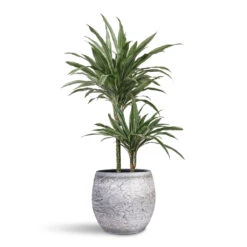 Evi Plant Pot - Antique Silver -HORTOLOGY Plants Sale Dracaena deremensis Warneckii Multi Stem 19x90cm 2 stems Evi Plant Pot Antique Silver 32x29cm 1